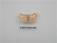 藏品(三斑聯苔蛾)的圖片